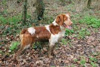 /album/toutous/chaman1-jpg/