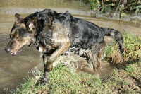 /album/toutous/ector7-jpg/