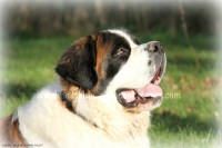 /album/toutous/gimly7-jpg/