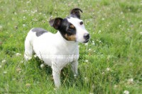 /album/toutous/lola2-jpg/