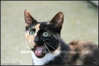 /album/galerie-de-photos-matous/rumba6-jpg1/