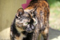 /album/galerie-de-photos-matous/shakira5-jpg1/