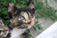 /album/galerie-de-photos-matous/chatonbox315-jpg/