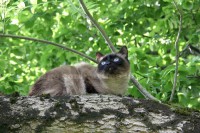 /album/mes-4pattes/img-1454sci-jpg/