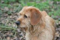 /album/toutous/castor2-jpg/