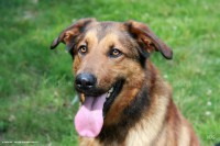 /album/toutous/dias2-jpg/