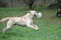 /album/toutous/eliot36-jpg/