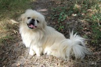 /album/toutous/eliotpek1-jpg/