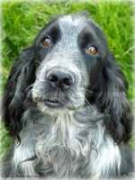 /album/toutous/fidele3-jpg/