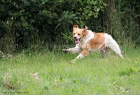 /album/toutous/flop2-jpg/