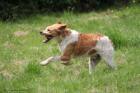 /album/toutous/flop4-jpg/