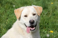 /album/toutous/hasko1-jpg/