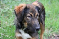 /album/toutous/icko1-jpg/