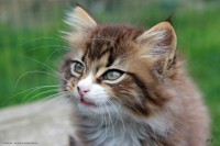 /album/galerie-de-photos-matous/chaton1-jpg/