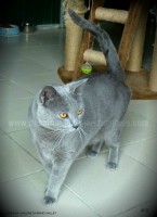 /album/galerie-de-photos-matous/chouchou6-jpg/