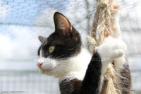 /album/galerie-de-photos-matous/felix3-jpg/