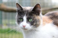 /album/galerie-de-photos-matous/fidjichat1-jpg/