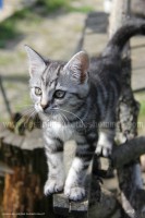 /album/galerie-de-photos-matous/irma4-jpg/