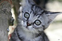 /album/galerie-de-photos-matous/irma6-jpg/