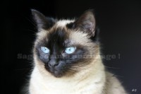 /album/mes-4pattes/tasmanie5sci-jpg/