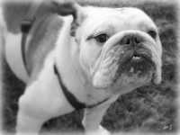 /album/toutous/flagada5-jpg/