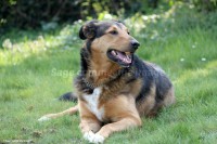 /album/mes-4pattes/img-9743-jpg/