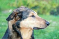 /album/mes-4pattes/img-0014-jpg/