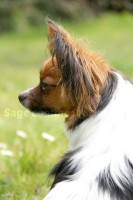 /album/mes-4pattes/may13-jpg/