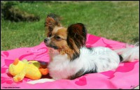 /album/mes-4pattes/img-8968-jpg1/