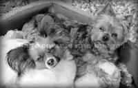 /album/mes-4pattes/may3sci-jpg/