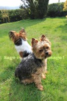 /album/mes-4pattes/may4sci-jpg/