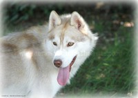 /album/toutous/bella2-jpg/