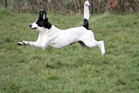 /album/toutous/happy1-jpg/