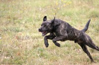 /album/toutous/miguel5-jpg/