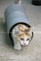 /album/galerie-de-photos-matous/a18septchaton3-jpg/