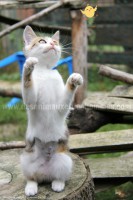 /album/galerie-de-photos-matous/a18septchaton6-jpg/