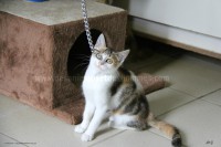 /album/galerie-de-photos-matous/a18septchaton7-jpg/