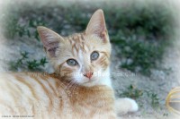 /album/galerie-de-photos-matous/box3chaton4-jpg/