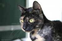 /album/galerie-de-photos-matous/galaxie2-jpg/