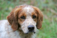 /album/toutous/cognac3-jpg/