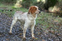 /album/toutous/cognac6-jpg/