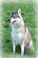 /album/toutous/djoma1-jpg/