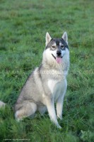 /album/toutous/djoma7-jpg/