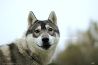 /album/toutous/djoma8-jpg/