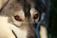 /album/toutous/djona8-jpg/