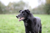 /album/toutous/flourik9-jpg/