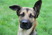 /album/toutous/gum1-jpg/