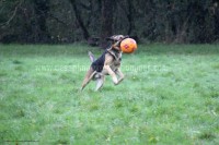 /album/toutous/gum9-jpg/