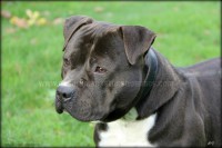 /album/toutous/max6-jpg/