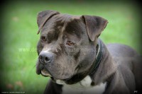 /album/toutous/max7-jpg/